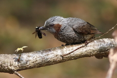 雑食鳥