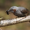 雑食鳥