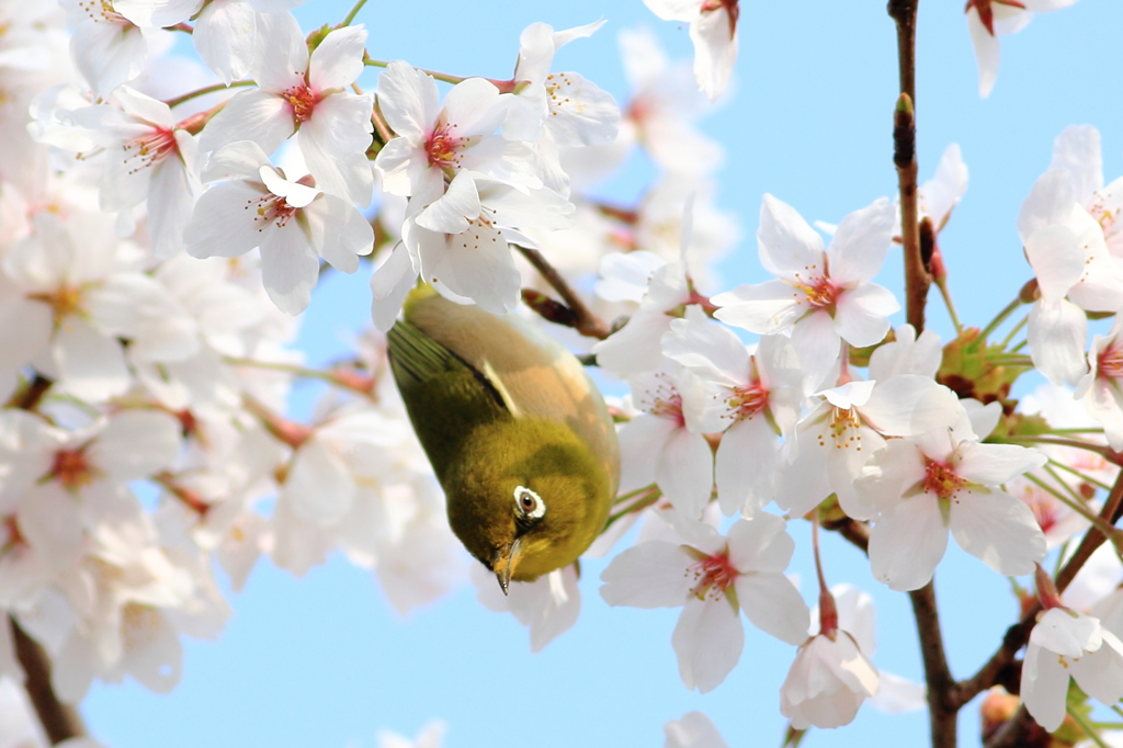 さくらメジロ