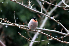 小雪舞う朝