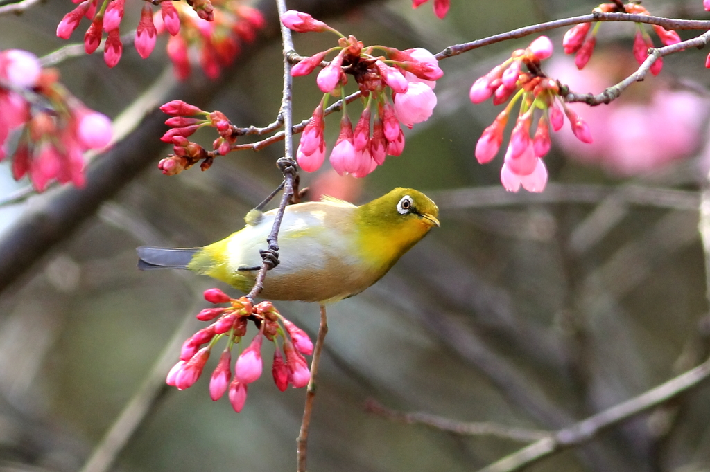 開花待ち