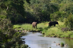 川渡る象達