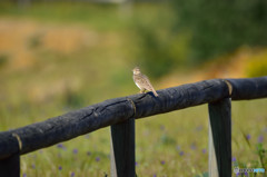 ドニャーナの野鳥達13