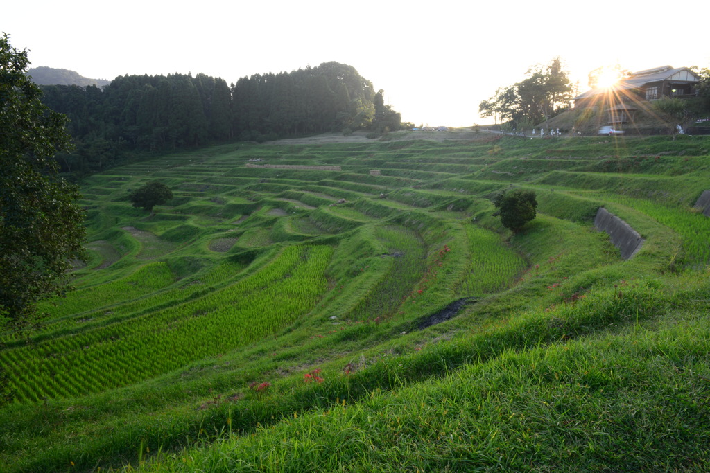 大山千枚田２
