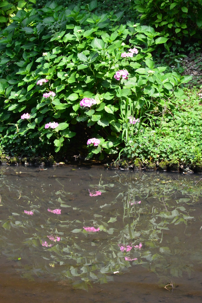 紫陽花
