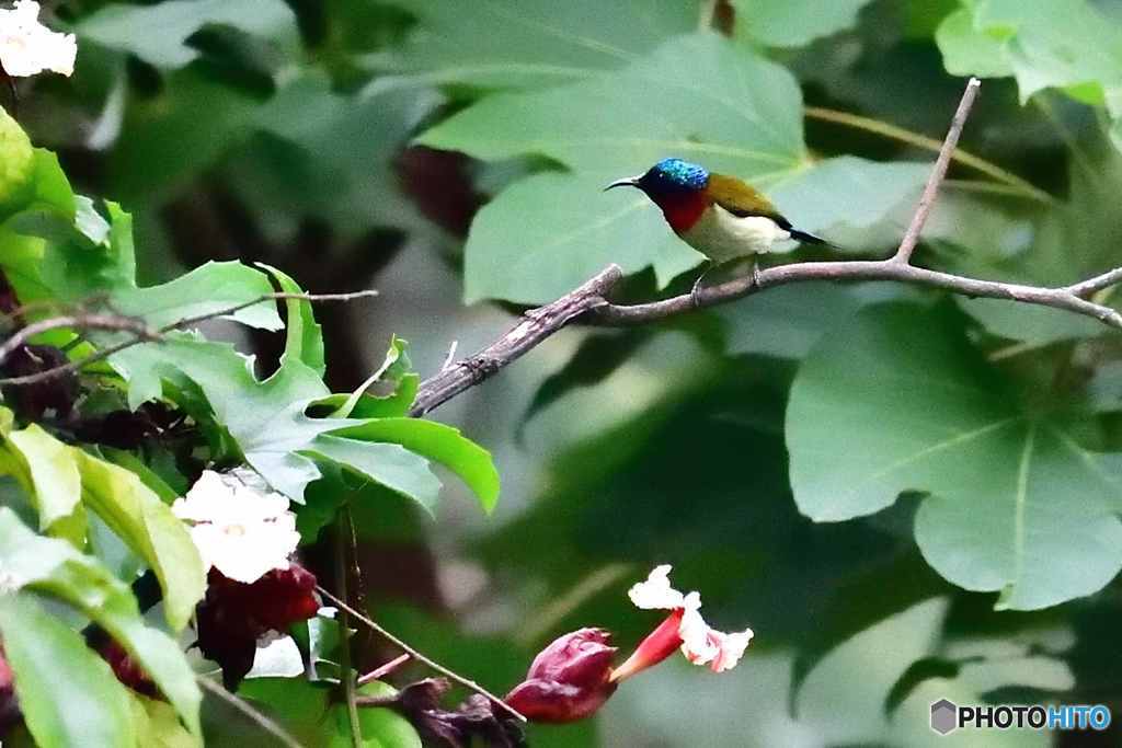 タイヨウチョウ雄