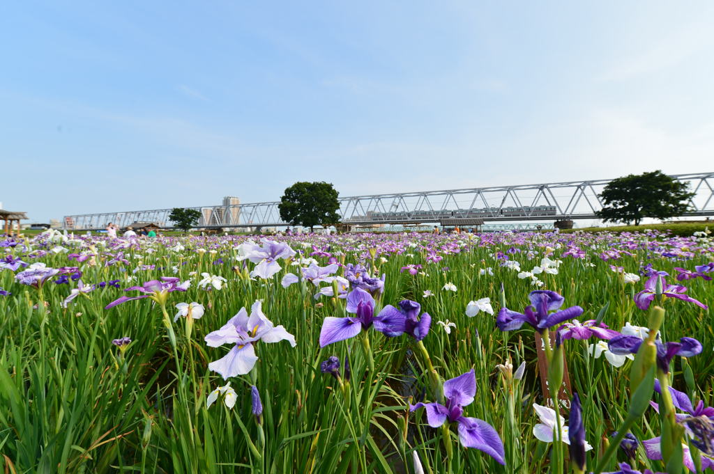 菖蒲祭