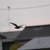 夕陽に向かって