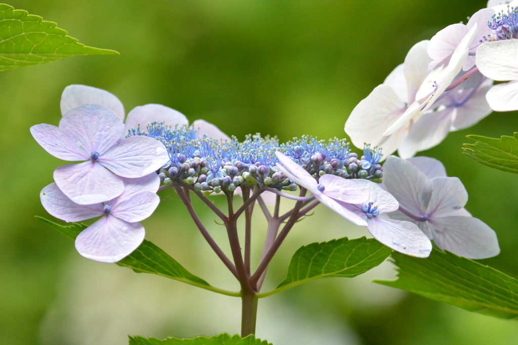 雨後紫陽花