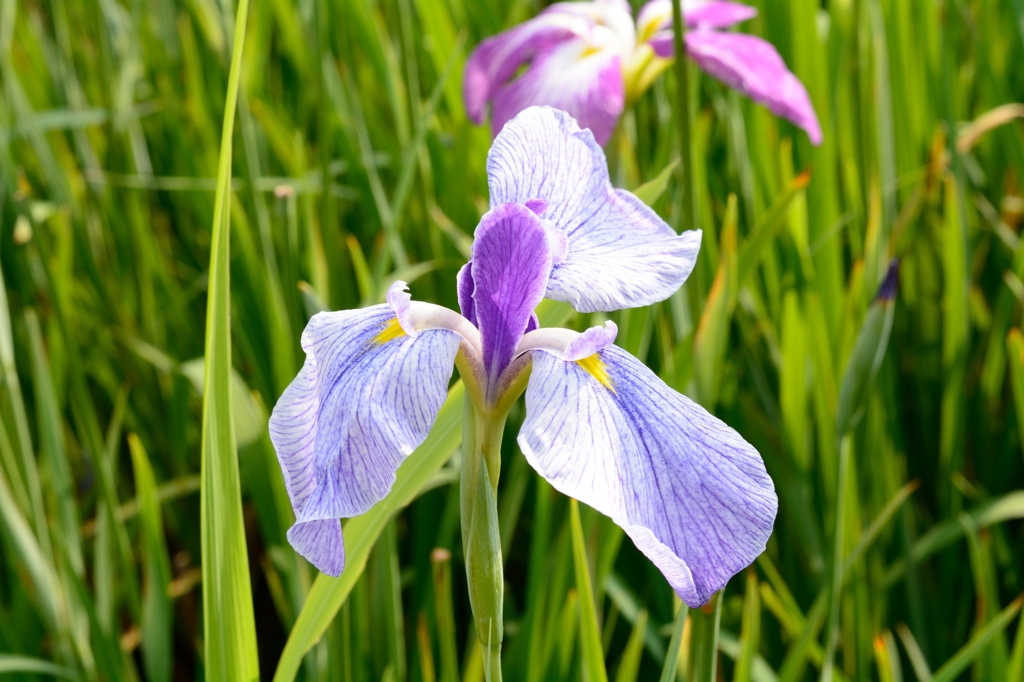 花菖蒲