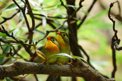 三清山の野鳥2