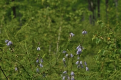 火山灰に生きる植物達