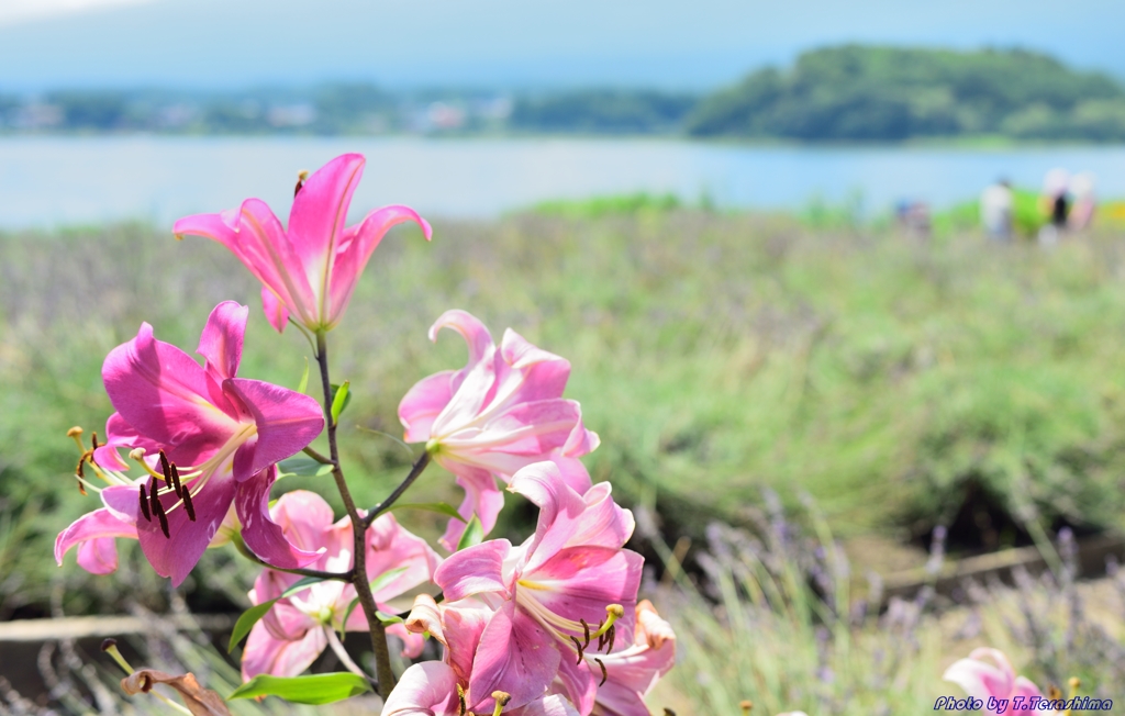湖畔の花鑑賞