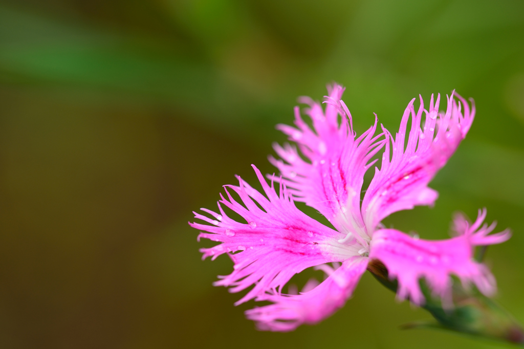 雨中花3
