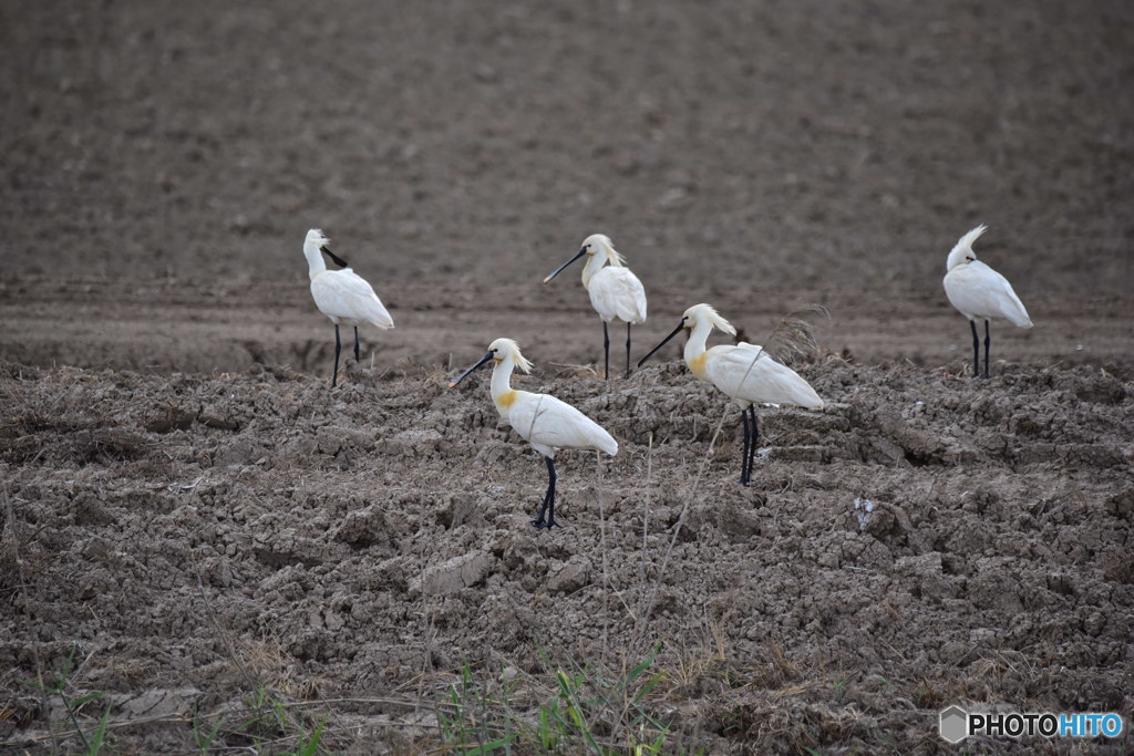 ドニャーナの野鳥達10