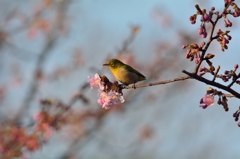 夕日に注がれて