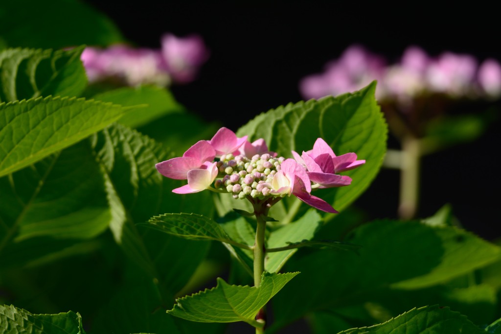 紫陽花