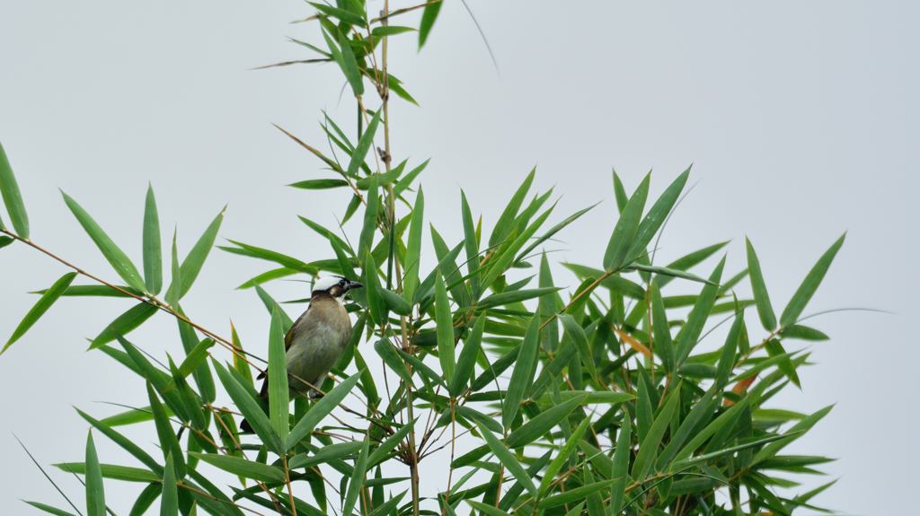 三清山の野鳥3