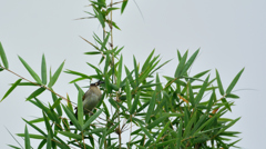 三清山の野鳥3