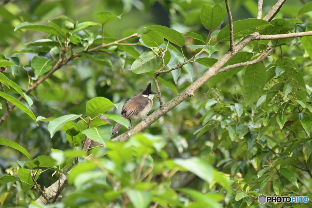 丹霞山の野鳥5
