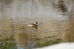 カンムリカイツブリの雛？