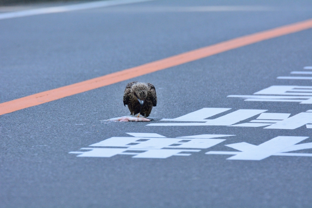 ぺちゃんこにされたぁ