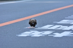 ぺちゃんこにされたぁ