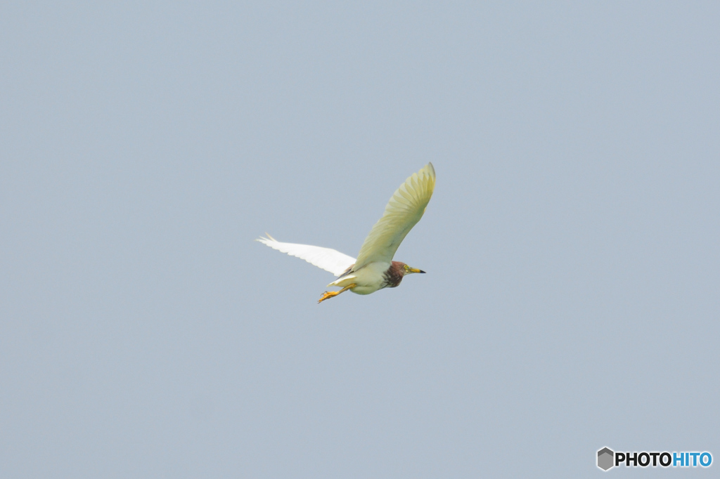 アカガシラサギ