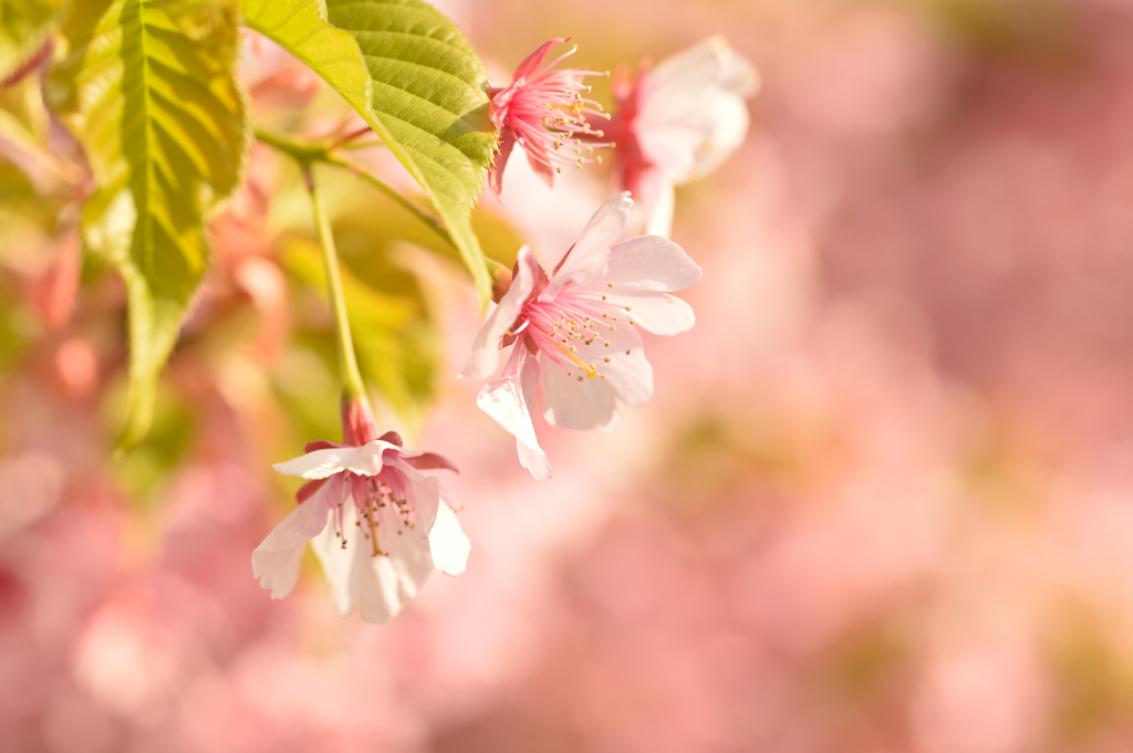 桜-7