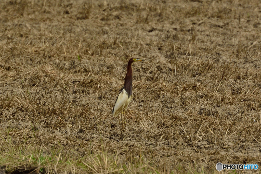 アカガシラサギ２