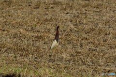 アカガシラサギ２