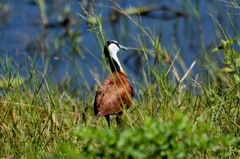 アフリカレンカク