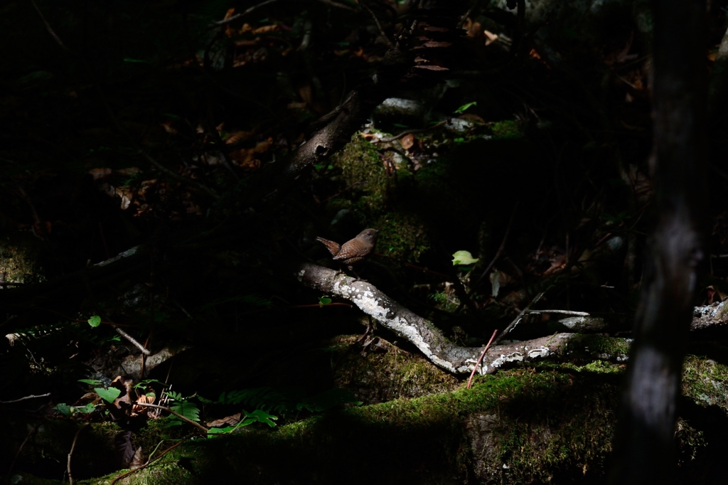 スポットライト