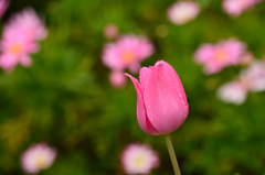 雨中花4