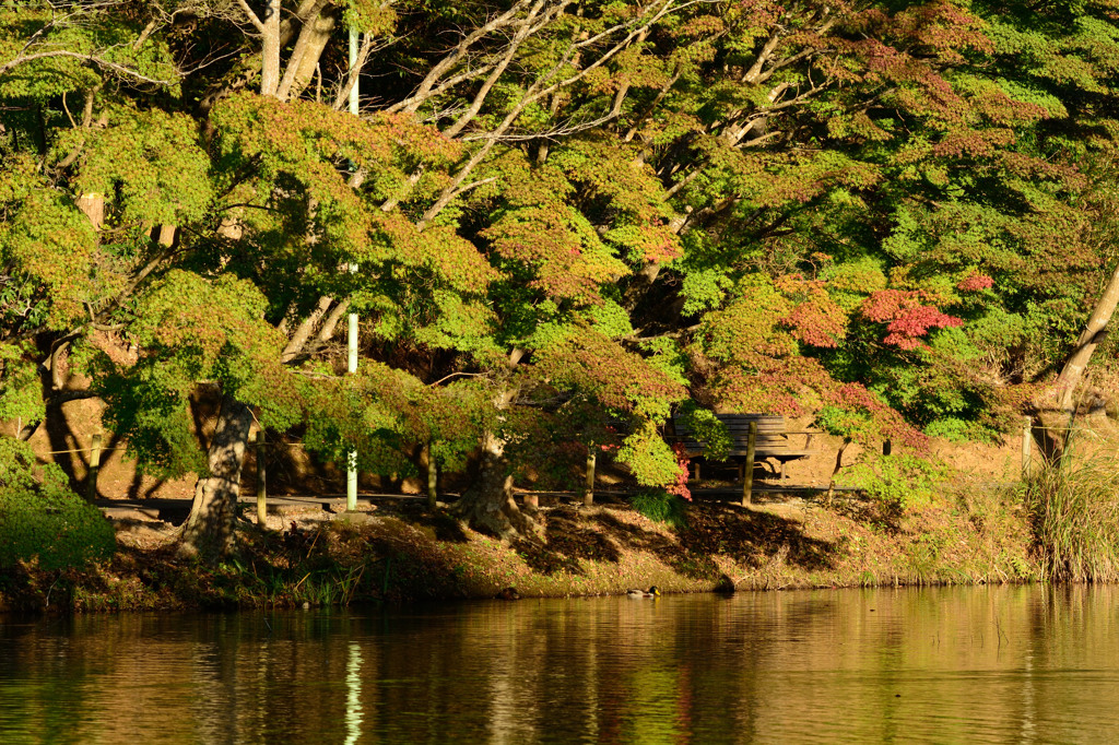 泉自然公園の紅葉