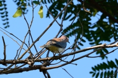 アフリカ不明鳥