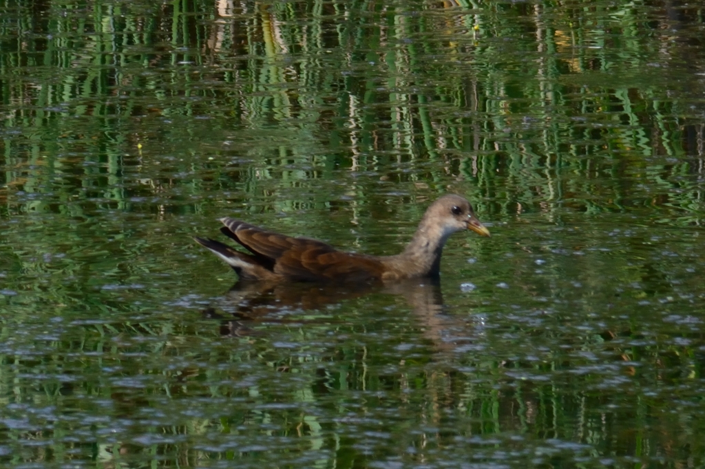 私は誰（バンの幼鳥）
