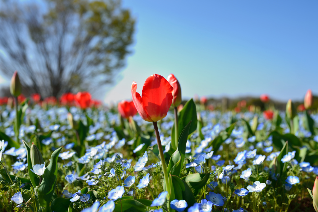 チュウリップ花壇１