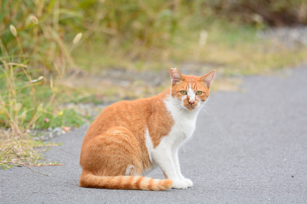 正座猫２