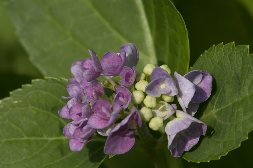 紫陽花