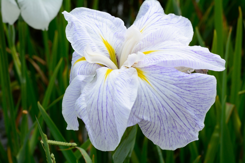 花菖蒲