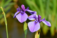 菖蒲