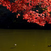 紅葉下