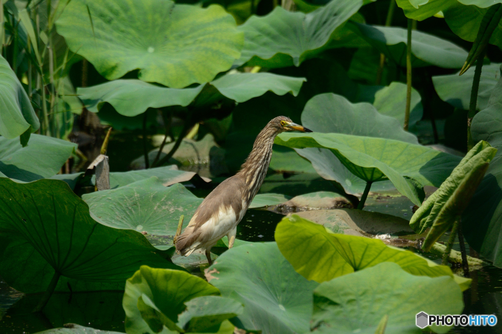 アカガシラサギ2