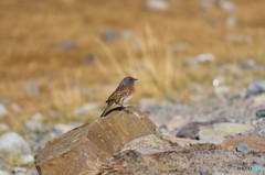チベット野鳥１