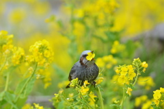 花差し？？？