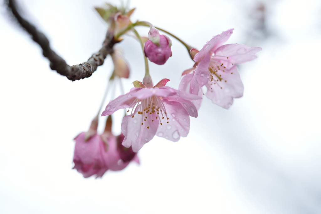 雨中の花２