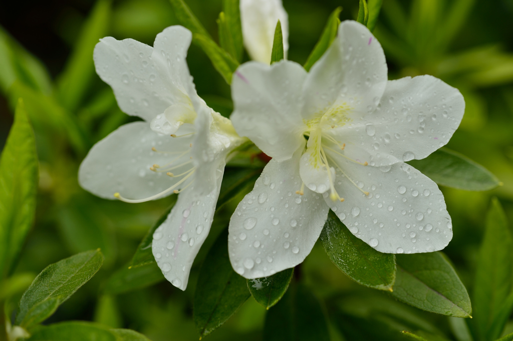 雨中花7