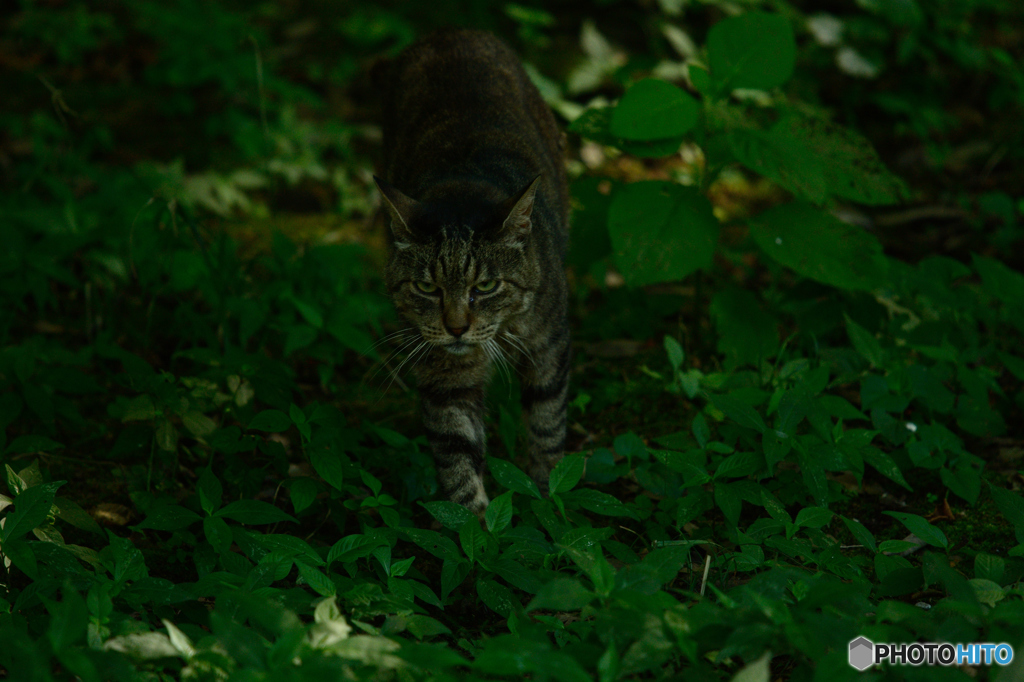 獰猛虎の出撃1