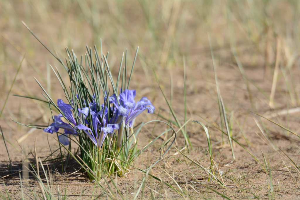 Iris tenuifolia Pall